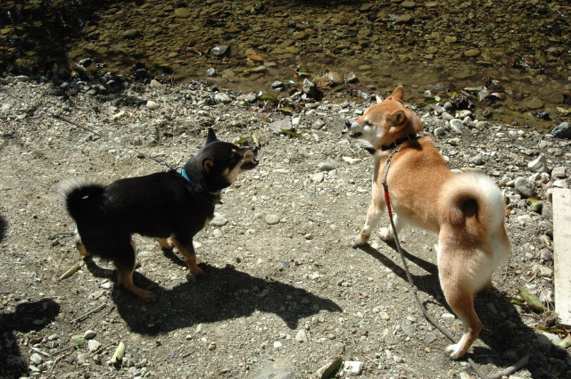 img0005.jpg