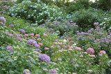 img0037.jpg